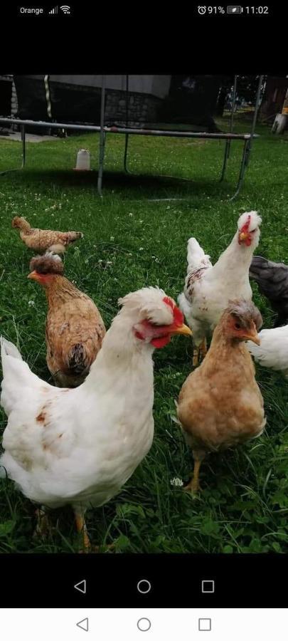 Agroturystyka Pod Lasem Poronin Exteriér fotografie